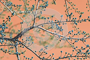Pattern of tree branches and buds in bright retro vintage colors