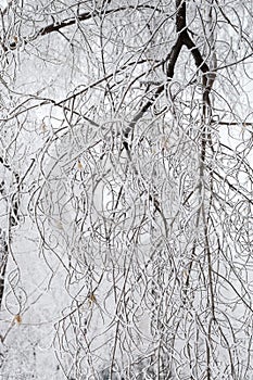 A pattern of tree branches covered with snow. Hoarfrost on the branches. Natural background
