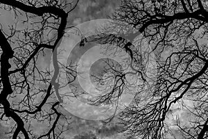 Pattern of tree limbs on a cloudy sky background in black and white