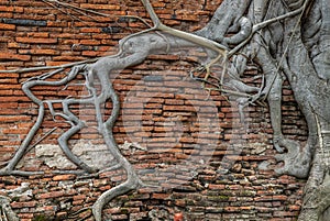 The pattern of tree roots growing on the old red brick wall of abandoned ancient building