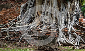 The pattern of tree roots growing on the old red brick wall of abandoned ancient building