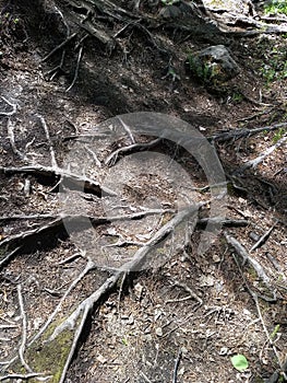 Pattern of tree roots. Siberian patterns of nature, Irkutsk. Siberia