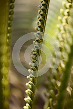 Pattern of unfurling leaf of cycad plant natural macro