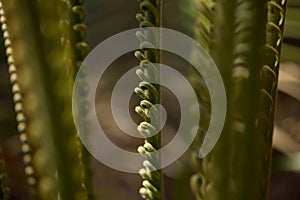 Pattern of unfurling leaf of cycad plant natural macro