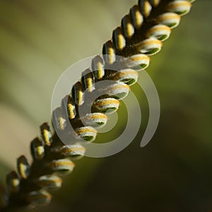 Pattern of unfurling leaf of cycad plant natural macro