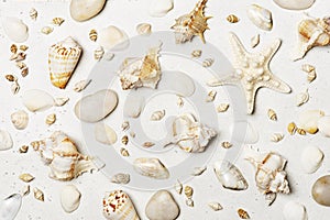 Pattern of various seashells on white background