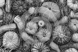 Pattern vegetable monochrome pumpkin mini hay rustic design seasonal vegetables base