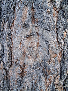 Pattern of very structural poderosa pine bark