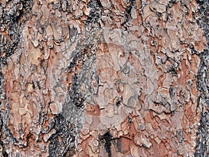 Pattern of very structural poderosa pine bark