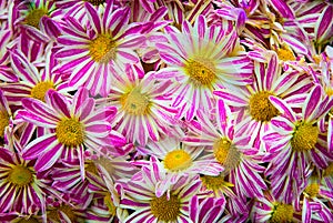 Pattern from Vibrant Gerbera pink white gerbera Flowers