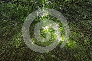 Pattern of vintage bamboo panel