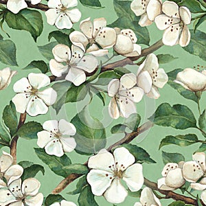 Pattern with watercolor apple flowers photo