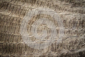 Pattern of weathered old gray tree trunk surface with annual rings. Rough surface texture of old wood with annual rings for backgr