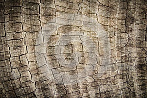 Pattern of weathered old gray tree trunk surface with annual rings. Rough surface texture of old wood with annual rings for backgr