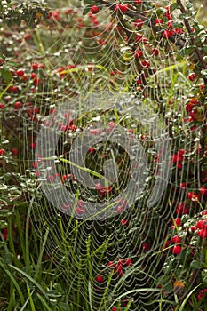 Pattern of the web in the garden in autumn morning