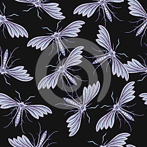 Pattern with white plume moth, night butterfly