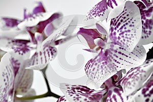 The pattern of the white and purple orchid photo