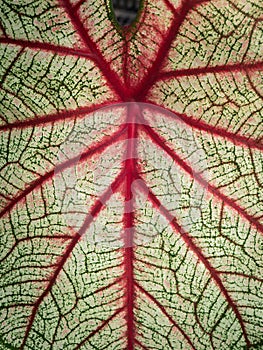 Pattern of White Red Fancy leaved Caladium