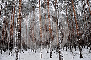 Pattern of the winter pine tree forest