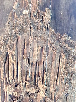 Pattern of wood decay