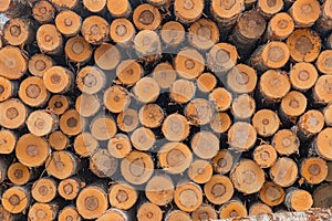 Pattern of wood large piles of cut tree trunks, round logs. Big felled, chopped and sawed tree trunks stored in timber