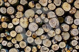 Pattern of wood logs, cut tree trunks background, piled fire wood in closeup