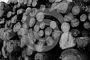 Pattern wooden end of logs pile of sawn timber base gray tinted