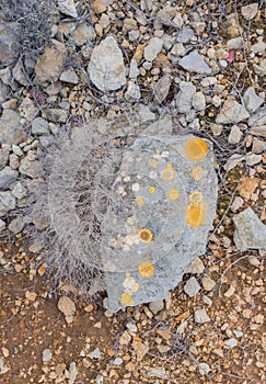 Pattern of yellow lichen spots on the stone
