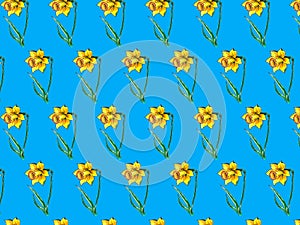 Pattern yellow Narcissus watercolor. drawing flowers of narcissus, floral elements with watercolor spots