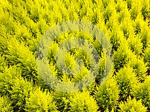 Pattern of young conifer trees