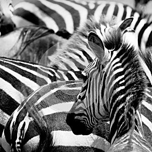 Pattern of zebras