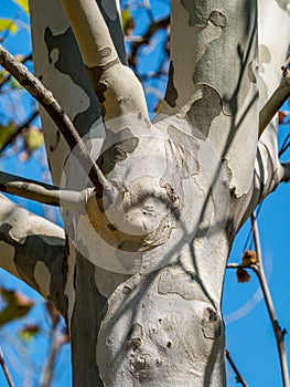Patterned bark of a Platanus or plane tree