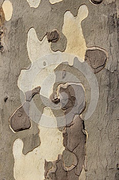 Patterned bark of a platanus tree