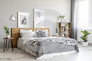 Patterned blanket on wooden bed in grey bedroom interior with plants and posters. Real photo