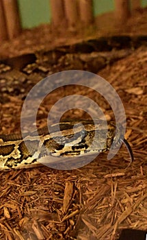 Patterned Burmese Python Snake with Tongue Out