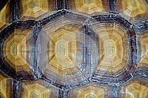 Patterned carapace.