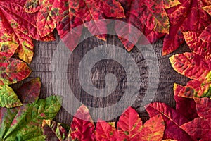 Patterned fall maple leaves, red, green, red, orange, and yellow, on a dark wood background