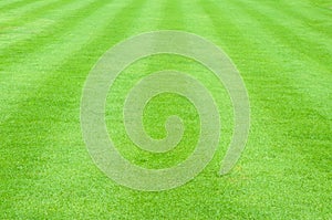 Patterned field of green grass sports field