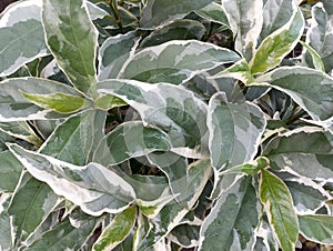 Patterned green plants watered with dew are uniquely beautiful and attractive for the background