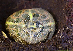 Patterned horned frog