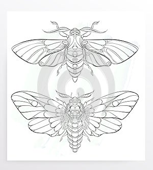 Patterned moth on the grunge background. Ornate butterfly.