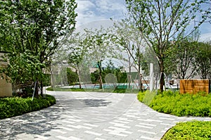 Patterned Paved Walkway with Staked Trees and Pool Beyond