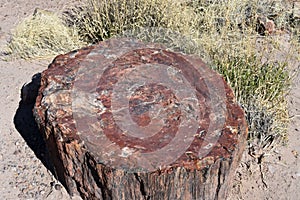 Patterned Petrified Log in the Petrified Forest in Arizona