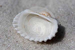 Patterned Sea Shell Sitting on a Sand Beach