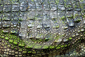 patterned skin of freshwater crocodile.