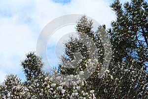 Patterned snow cups on winter foliage
