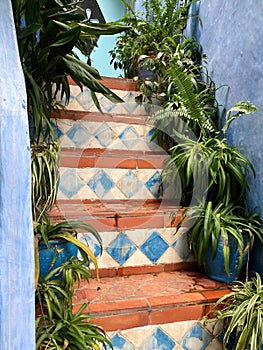 Patterned steps lined with plant pots, Chefchaouen, blue city, Morocco