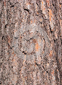 Patterned structured pinewood tree trunk bark, Germany, closeup, details