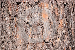 Patterned structured pinewood tree trunk bark, Germany, closeup, details