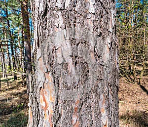 Patterned structured pinewood tree trunk bark, Germany, closeup, details